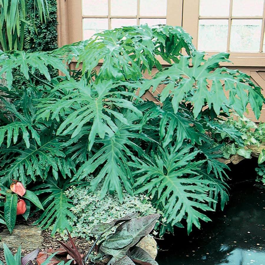 Lowe's Philodendron House Plant in 1.72-Gallon (S) Pot | Nursery